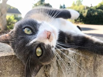 Close-up portrait of cat lying on retaining wall