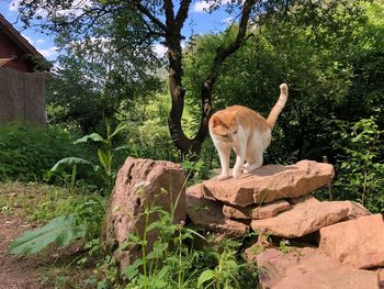 View of a horse standing on rock