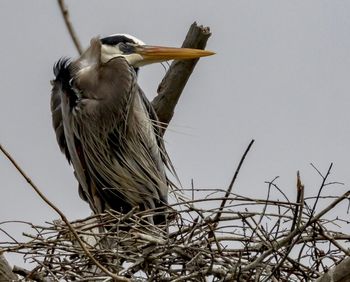 Close-up of gray heron perching on branch