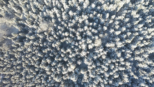 Full frame shot of snow covered trees