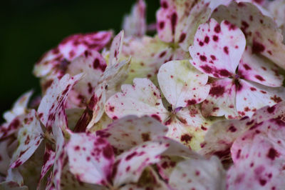 Close-up of white flowers