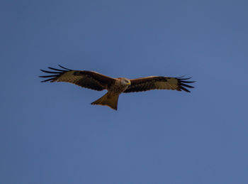 Low angle view of eagle flying in sky