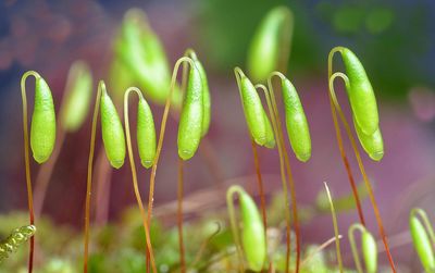 Close-up of fresh green plant