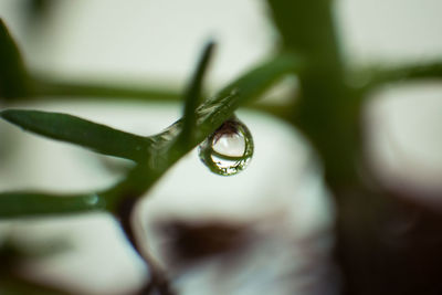 Close-up of water drop on leaf