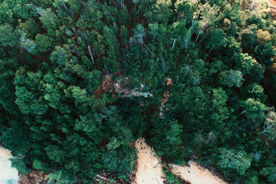 High angle view of trees in forest