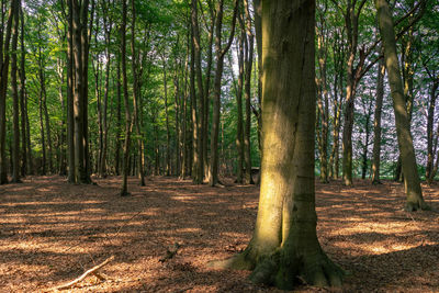 Trees growing in forest