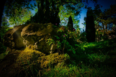 Trees growing in forest