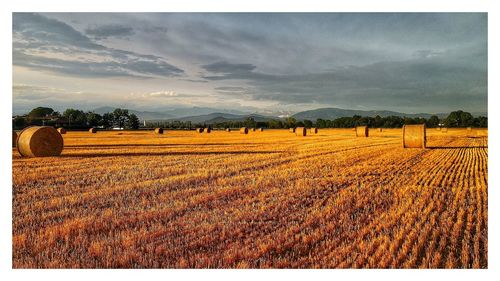 Scenic view of agricultural field against sky