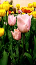 Close-up of tulips blooming outdoors