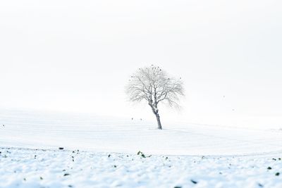 Bare tree on snow covered landscape against clear sky