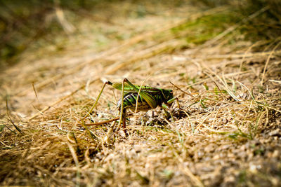 Close-up of insect on grass