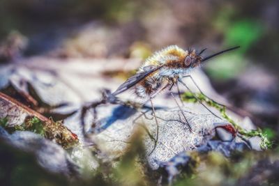 Close-up of insect on plant