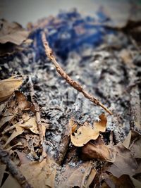 Close-up of dried autumn leaves on land