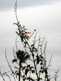 Close-up of flowers