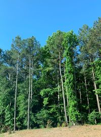 Low angle view of trees against sky