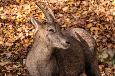 Close-up of deer in forest