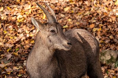 Close-up of deer in forest