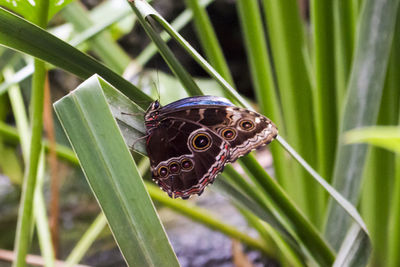 Close-up of butterfly on plant