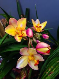Close-up of pink flowers