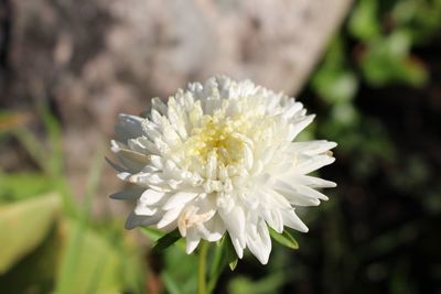 Close-up of white chrysanthemum blooming outdoors