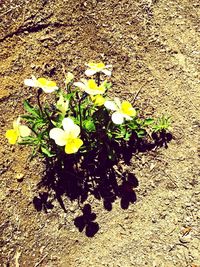 High angle view of yellow flowering plant on field