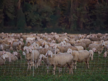 Sheep grazing on field