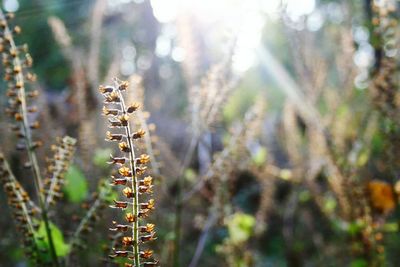 Close-up of plant against blurred background