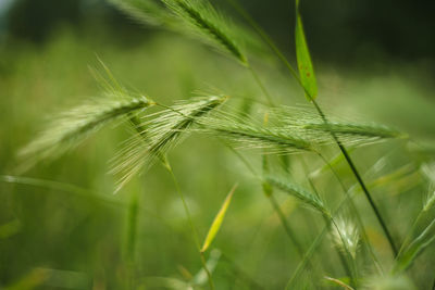 Close-up of wheat plant