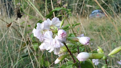 Close-up of white flowering plant in field