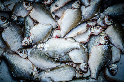 Full frame shot of fish for sale in market