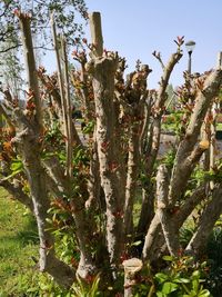 Low angle view of flowering plants