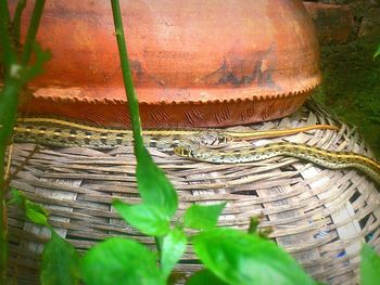 Plants growing on a tree