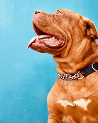 Low angle view of dog against blue wall