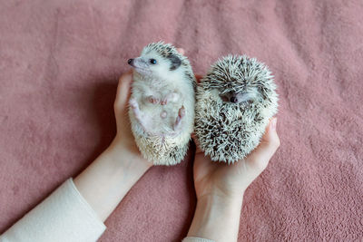 Girl holds two cute hedgehogs in her hands. portrait of pretty curious muzzle of animal. favorite 