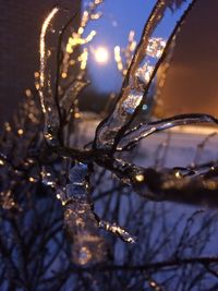 Close-up of frozen water on branch