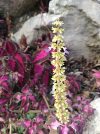 Close-up of purple flowers