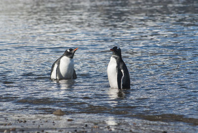 Penguin swimming in lake