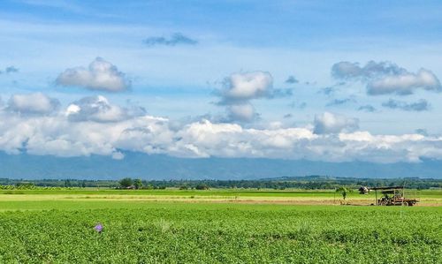 Scenic view of agricultural field against sky