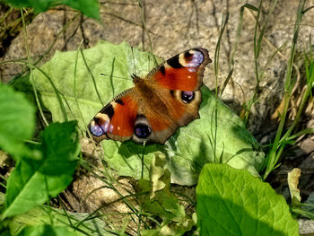 High angle view of butterfly on plant