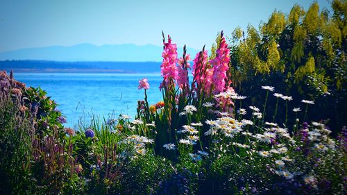 Purple flowers blooming in park