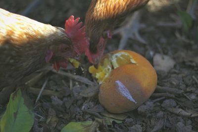 Close-up of rooster