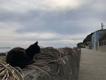 Cat relaxing on a wall