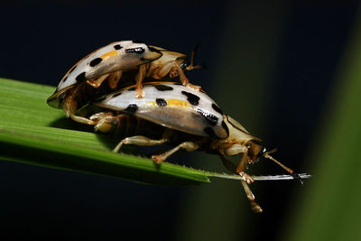 Close-up of insect