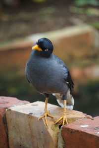 Close-up of bird perching on wood