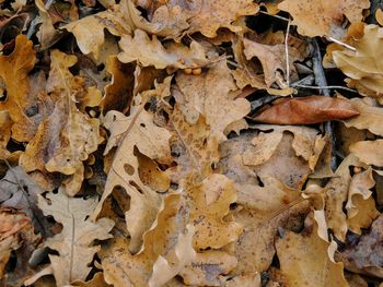 Autumn maple and oak fall leaves close up forest rose canyon yellow fork trail oquirrh mountains