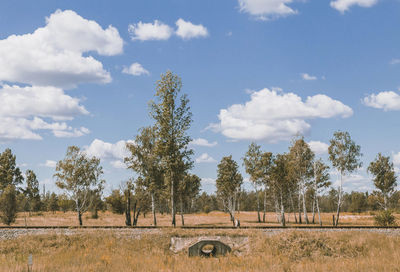 Trees on field against sky