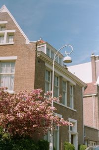 Low angle view of pink flowering plants by building against sky