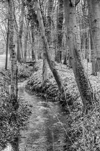 View of bare trees in forest