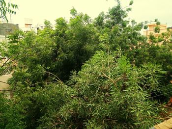 Plants and trees against sky