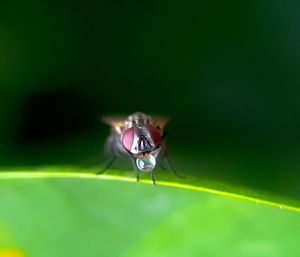 Close up of a fly drinking